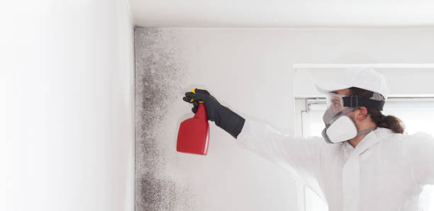 Best Basement Mold Remediation in Millbrook, NY